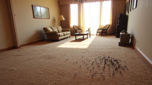 Cafards dans la maison : 7 solutions contre l'invasion