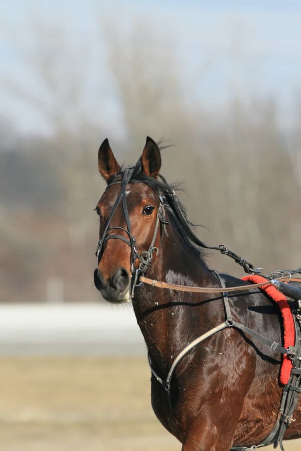 Quelles sont les surprises potentielles du Prix d'Amérique PMU 2024 ?