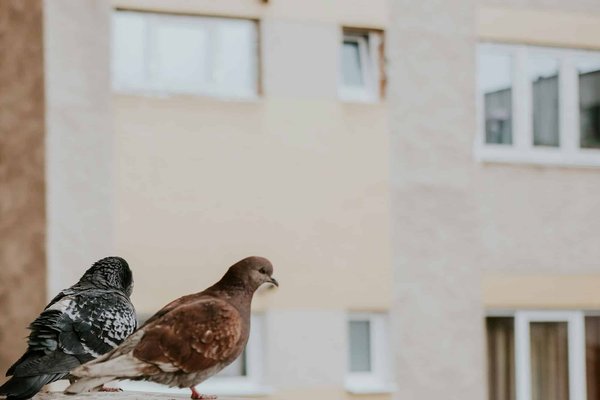 Astuces pratiques pour empêcher les pigeons de s'approprier les rebords de votre fenêtre